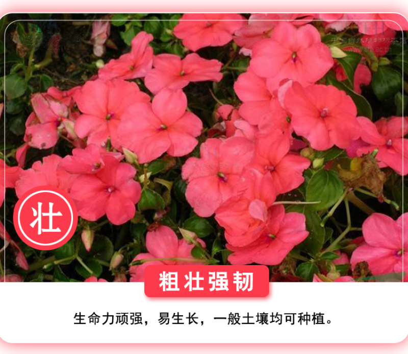 凤仙花种子指甲花种子多彩盆栽四季庭院种植重瓣多年生