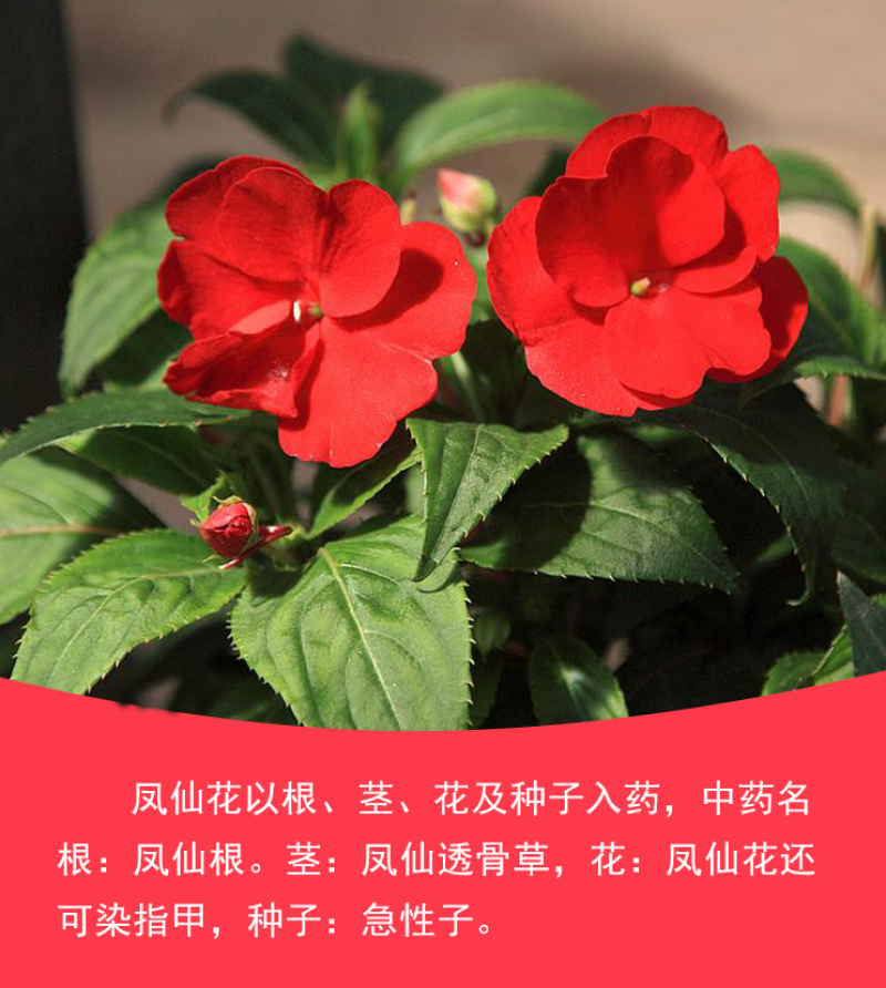 凤仙花种子指甲花种子多彩盆栽四季庭院种植重瓣多年生