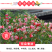 凤仙花种子指甲花种子多彩盆栽四季庭院种植重瓣多年生