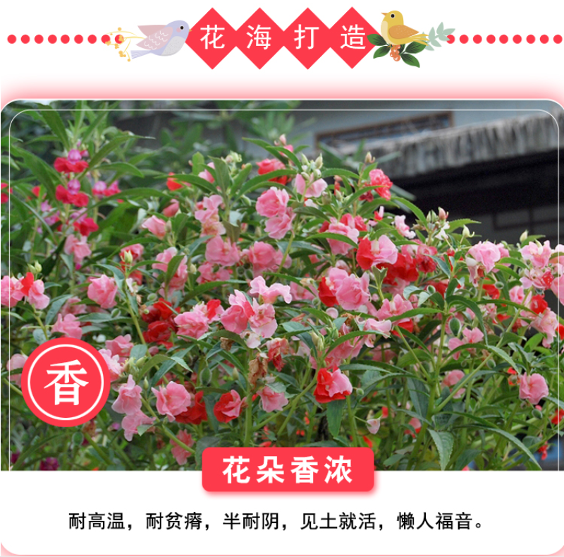 凤仙花种子指甲花种子多彩盆栽四季庭院种植重瓣多年生