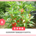凤仙花种子指甲花种子多彩盆栽四季庭院种植重瓣多年生