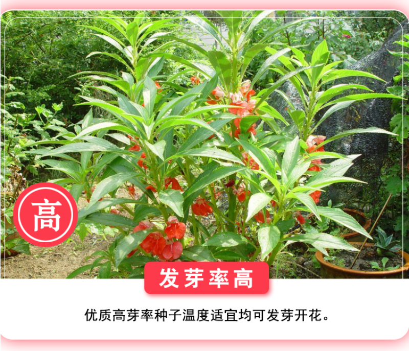 凤仙花种子指甲花种子多彩盆栽四季庭院种植重瓣多年生