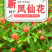 凤仙花种子指甲花种子多彩盆栽四季庭院种植重瓣多年生