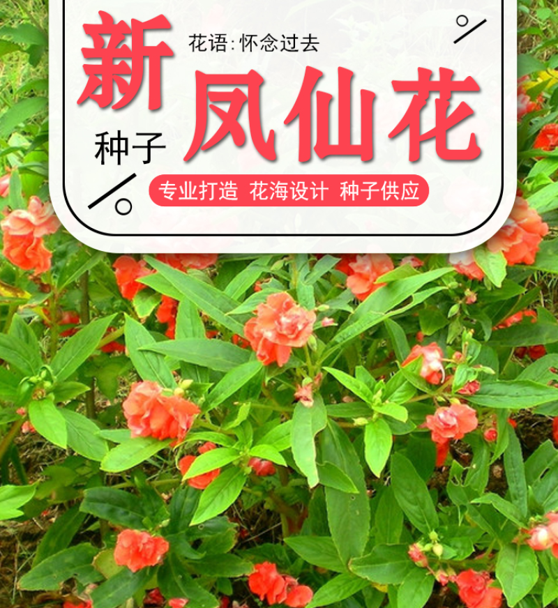 凤仙花种子指甲花种子多彩盆栽四季庭院种植重瓣多年生