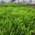 多肉植物柳叶椒草办公室内桌面防辐射耐阴绿植椒背含