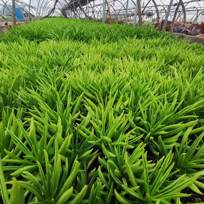 多肉植物柳叶椒草办公室内桌面防辐射耐阴绿植椒背含