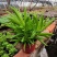 多肉植物柳叶椒草办公室内桌面防辐射耐阴绿植椒背含