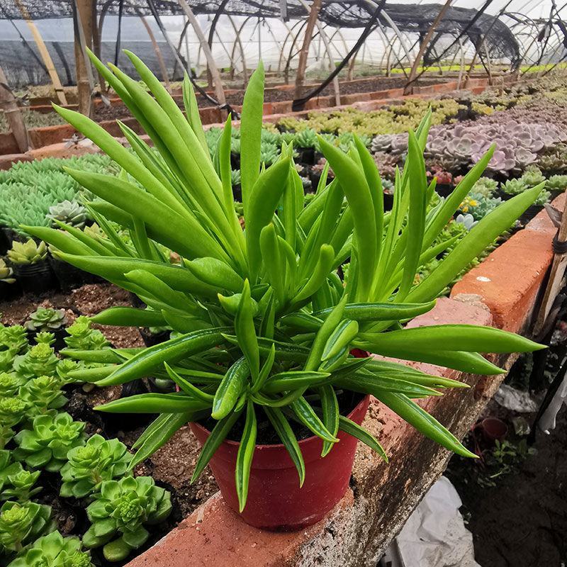 多肉植物柳叶椒草办公室内桌面防辐射耐阴绿植椒背含