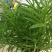 多肉植物柳叶椒草办公室内桌面防辐射耐阴绿植椒背含