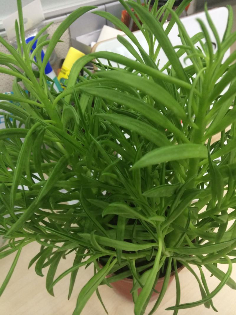 多肉植物柳叶椒草办公室内桌面防辐射耐阴绿植椒背含