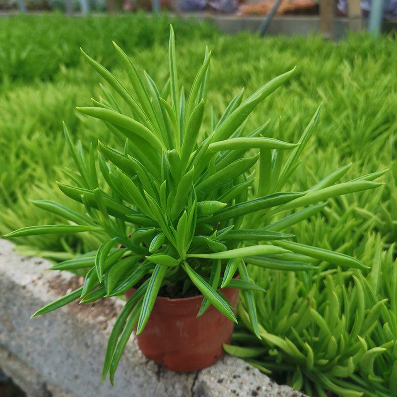 多肉植物柳叶椒草办公室内桌面防辐射耐阴绿植椒背含