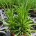 多肉植物柳叶椒草办公室内桌面防辐射耐阴绿植椒背含