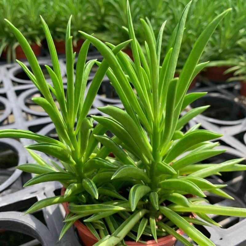 多肉植物柳叶椒草办公室内桌面防辐射耐阴绿植椒背含