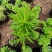 多肉植物柳叶椒草办公室内桌面防辐射耐阴绿植椒背含