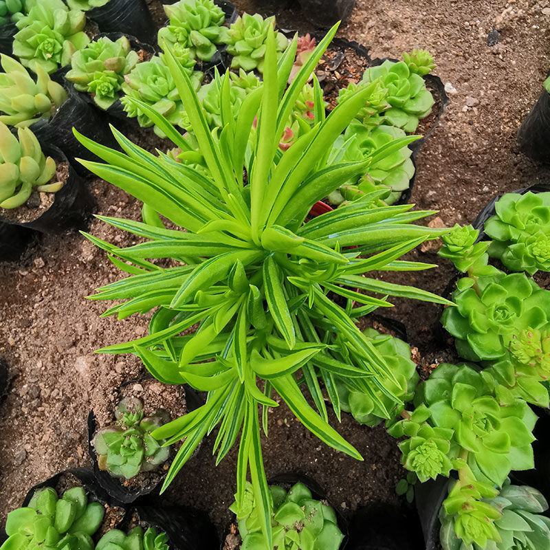 多肉植物柳叶椒草办公室内桌面防辐射耐阴绿植椒背含