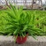 多肉植物柳叶椒草办公室内桌面防辐射耐阴绿植椒背含