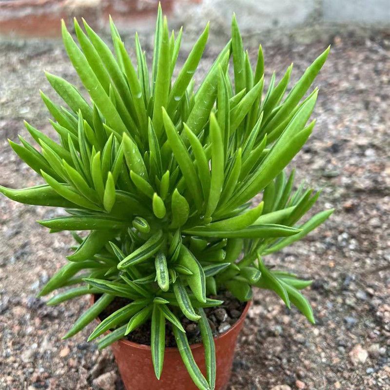 多肉植物柳叶椒草办公室内桌面防辐射耐阴绿植椒背含