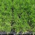 多肉植物柳叶椒草办公室内桌面防辐射耐阴绿植椒背含
