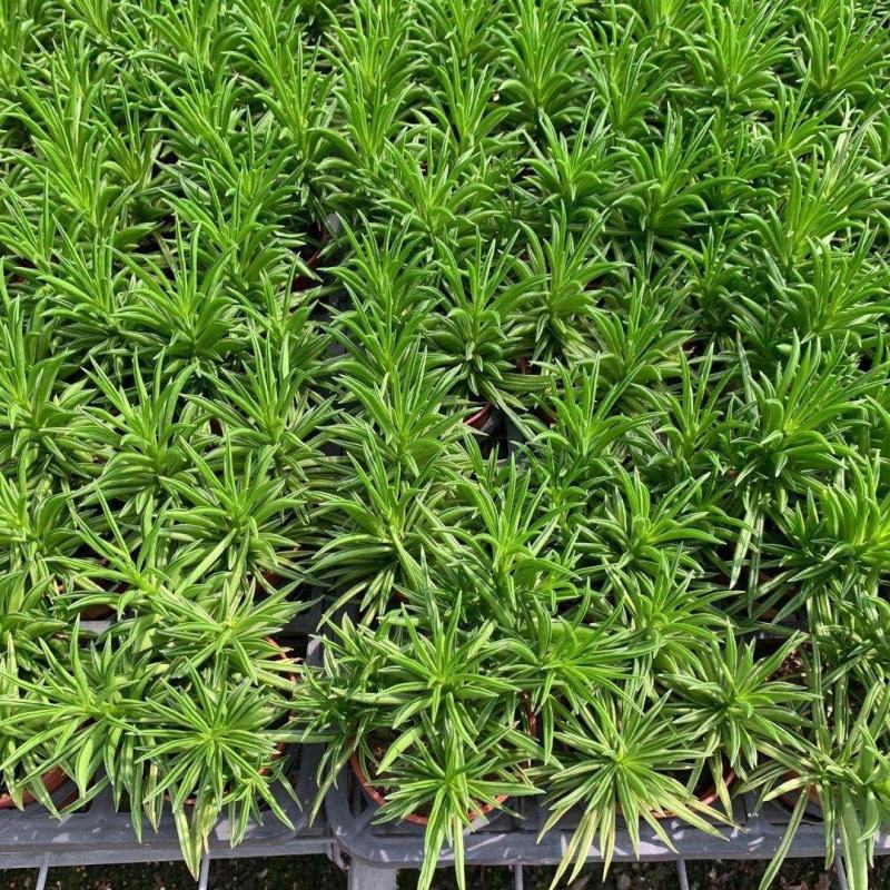 多肉植物柳叶椒草办公室内桌面防辐射耐阴绿植椒背含