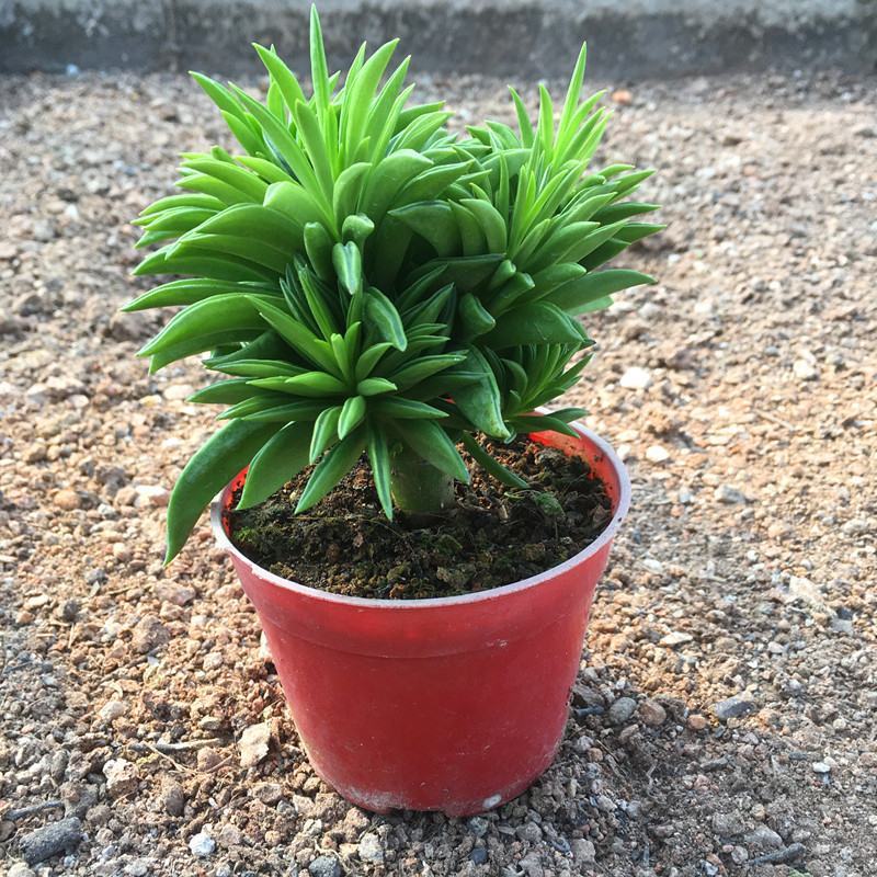 多肉植物柳叶椒草办公室内桌面防辐射耐阴绿植椒背含
