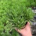 多肉植物柳叶椒草办公室内桌面防辐射耐阴绿植椒背含