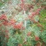 花椒