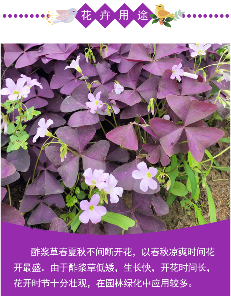 紫叶酢浆草种球紫叶草紫蝴蝶种子粉花种球三叶草幸运草红花草
