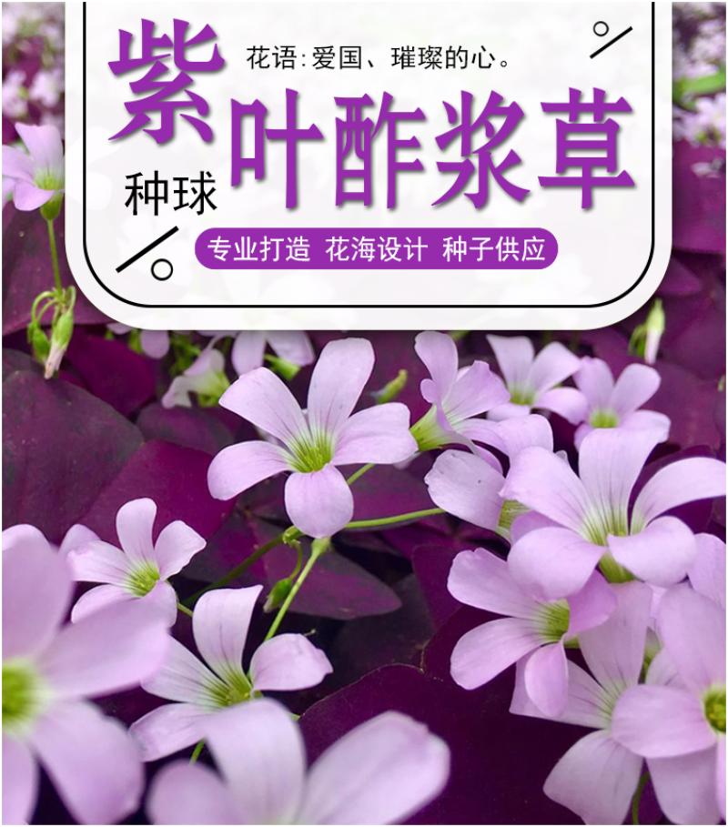 紫叶酢浆草种球紫叶草紫蝴蝶种子粉花种球三叶草幸运草红花草