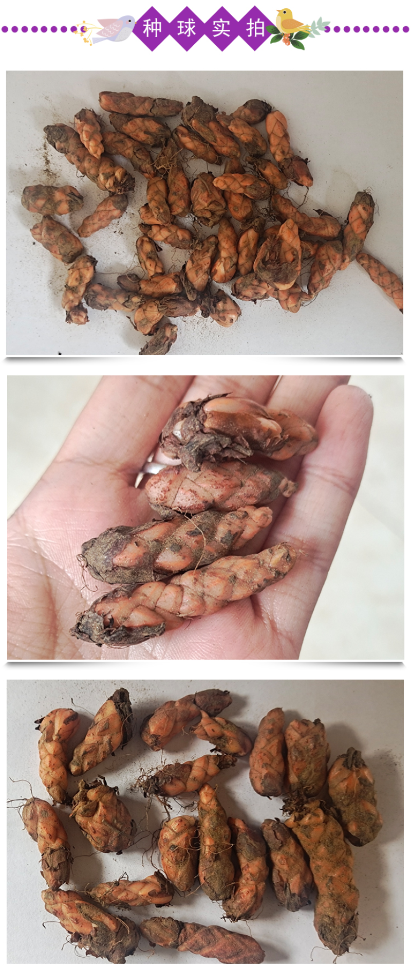 紫叶酢浆草种球紫叶草紫蝴蝶种子粉花种球三叶草幸运草红花草