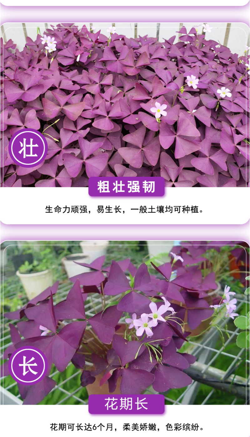 紫叶酢浆草种球紫叶草紫蝴蝶种子粉花种球三叶草幸运草红花草