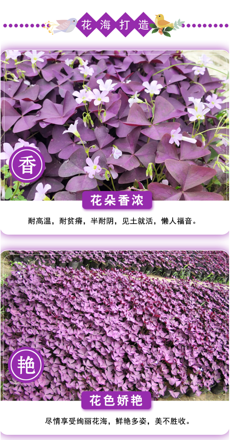 紫叶酢浆草种球紫叶草紫蝴蝶种子粉花种球三叶草幸运草红花草