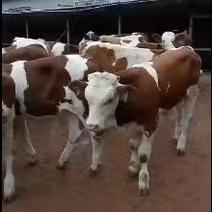 西门塔尔牛肉牛犊繁殖母牛长势快出肉率高好饲养