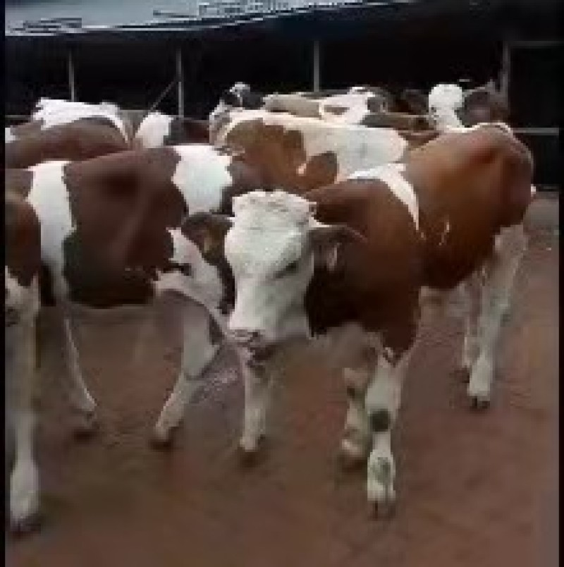 西门塔尔牛肉牛犊繁殖母牛长势快出肉率高好饲养