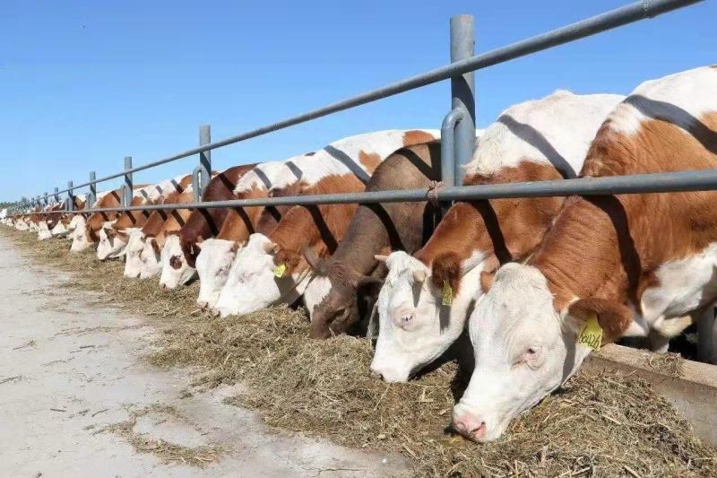 西门塔尔牛肉牛犊繁殖母牛长势快出肉率高好饲养