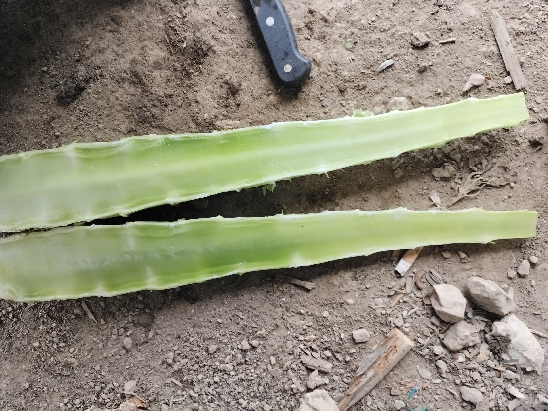 莴苣叶清洗处理过程