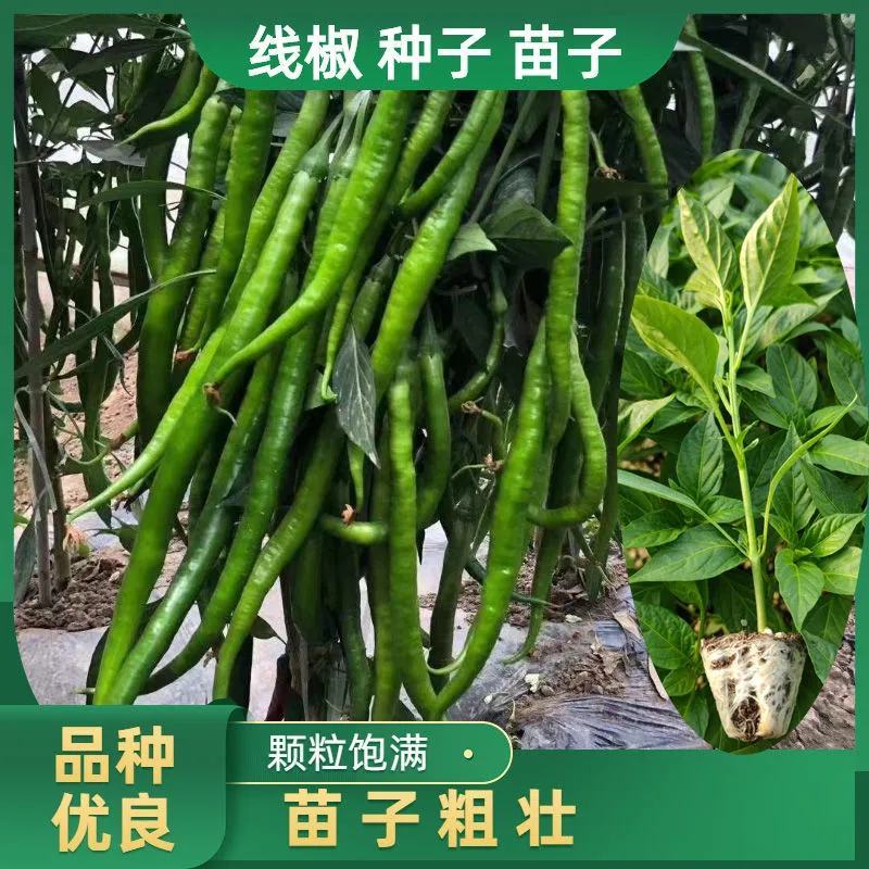 辣椒苗尖椒苗线椒苗太空椒苗螺丝椒苗菜椒苗方椒苗陇椒苗