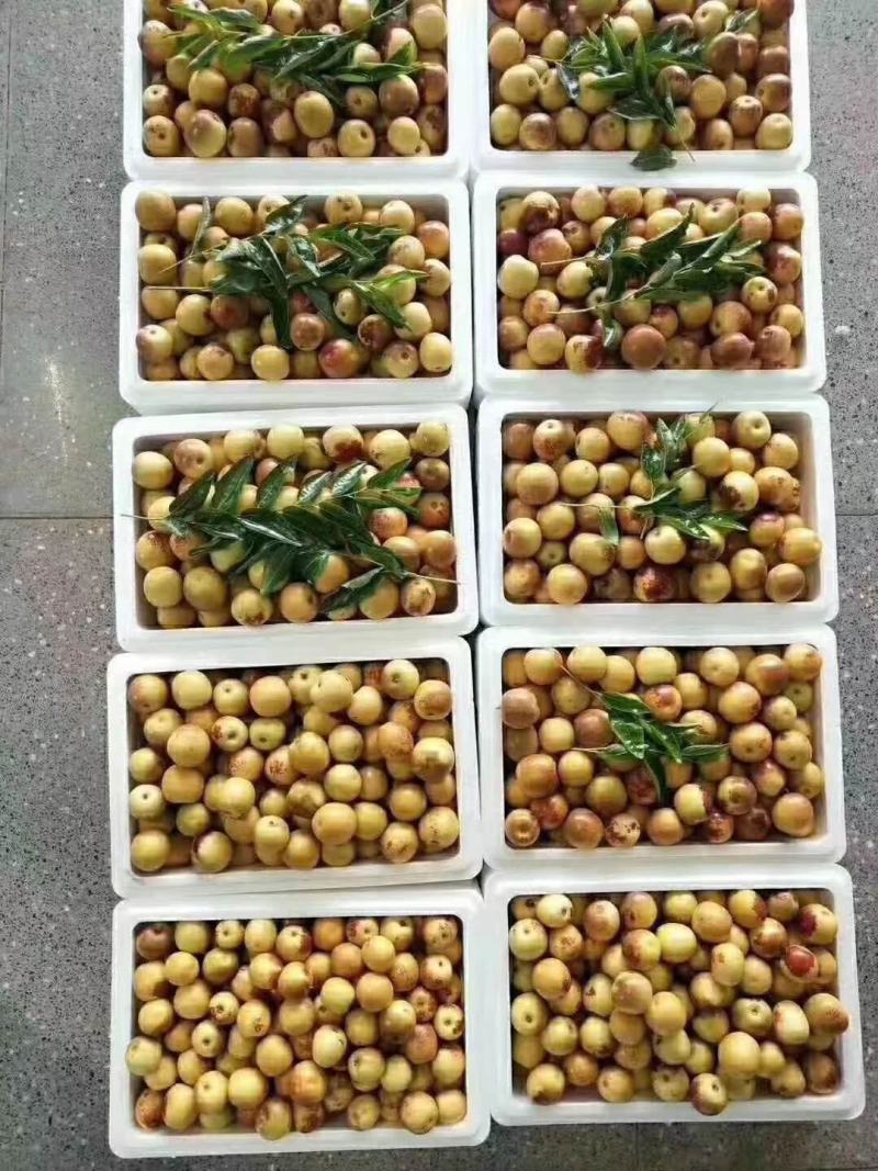 陕西渭南大荔冬枣，大量供应，欢迎新老客户通过一亩田联系。