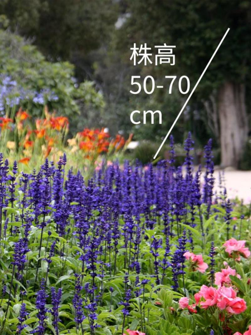 蓝花鼠尾草种子红花，粉花鼠尾草色块景观花海庭院草花种