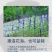 蓝花鼠尾草种子红花，粉花鼠尾草色块景观花海庭院草花种