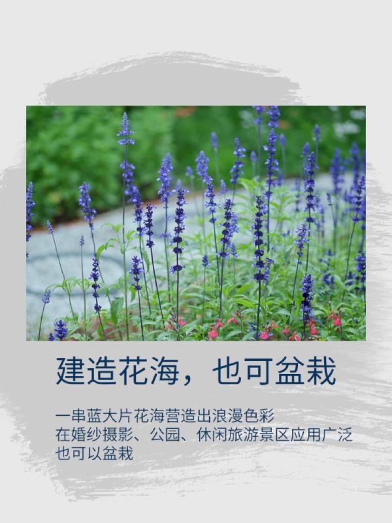 蓝花鼠尾草种子红花，粉花鼠尾草色块景观花海庭院草花种