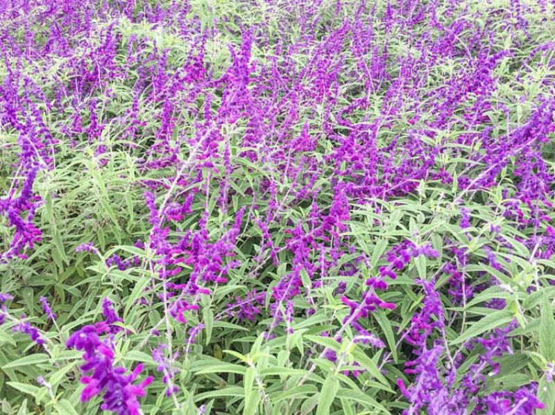 蓝花鼠尾草种子红花，粉花鼠尾草色块景观花海庭院草花种