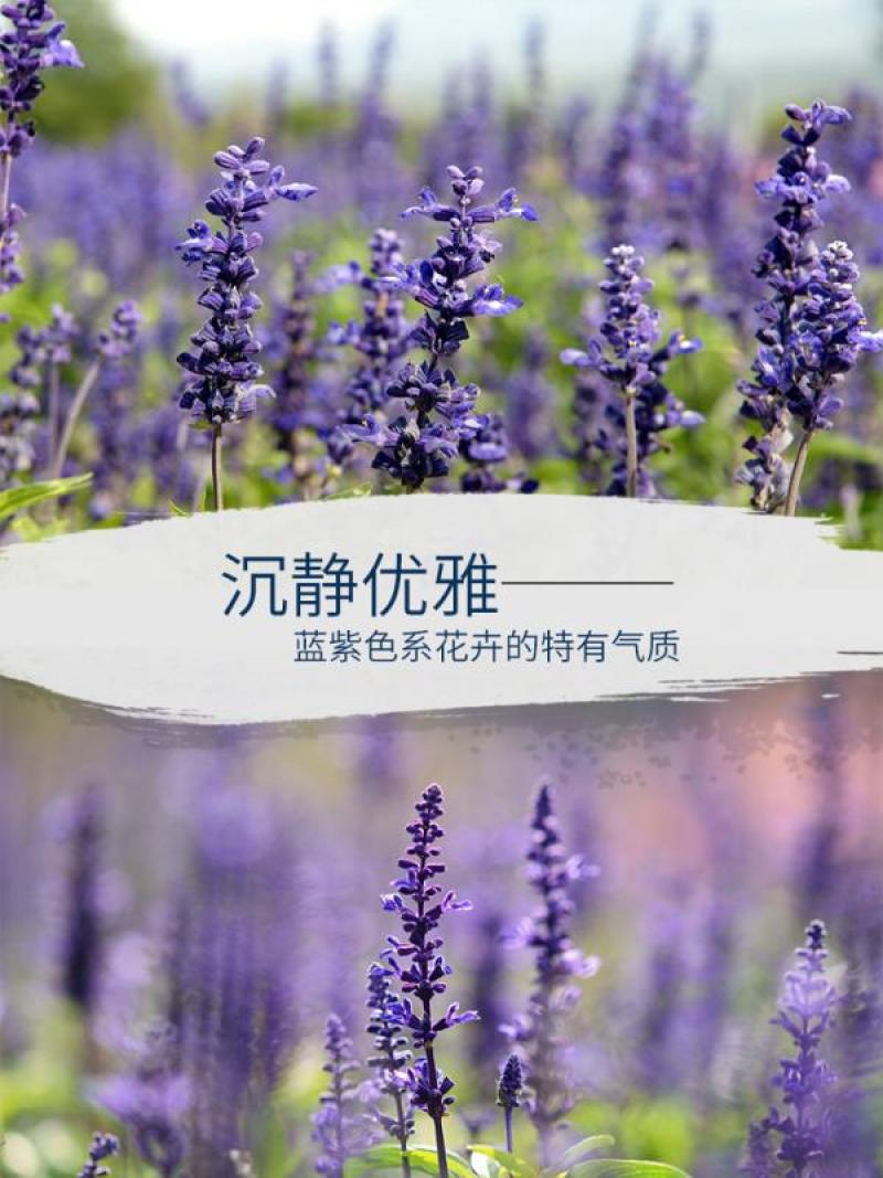 蓝花鼠尾草种子红花，粉花鼠尾草色块景观花海庭院草花种