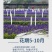 蓝花鼠尾草种子红花，粉花鼠尾草色块景观花海庭院草花种