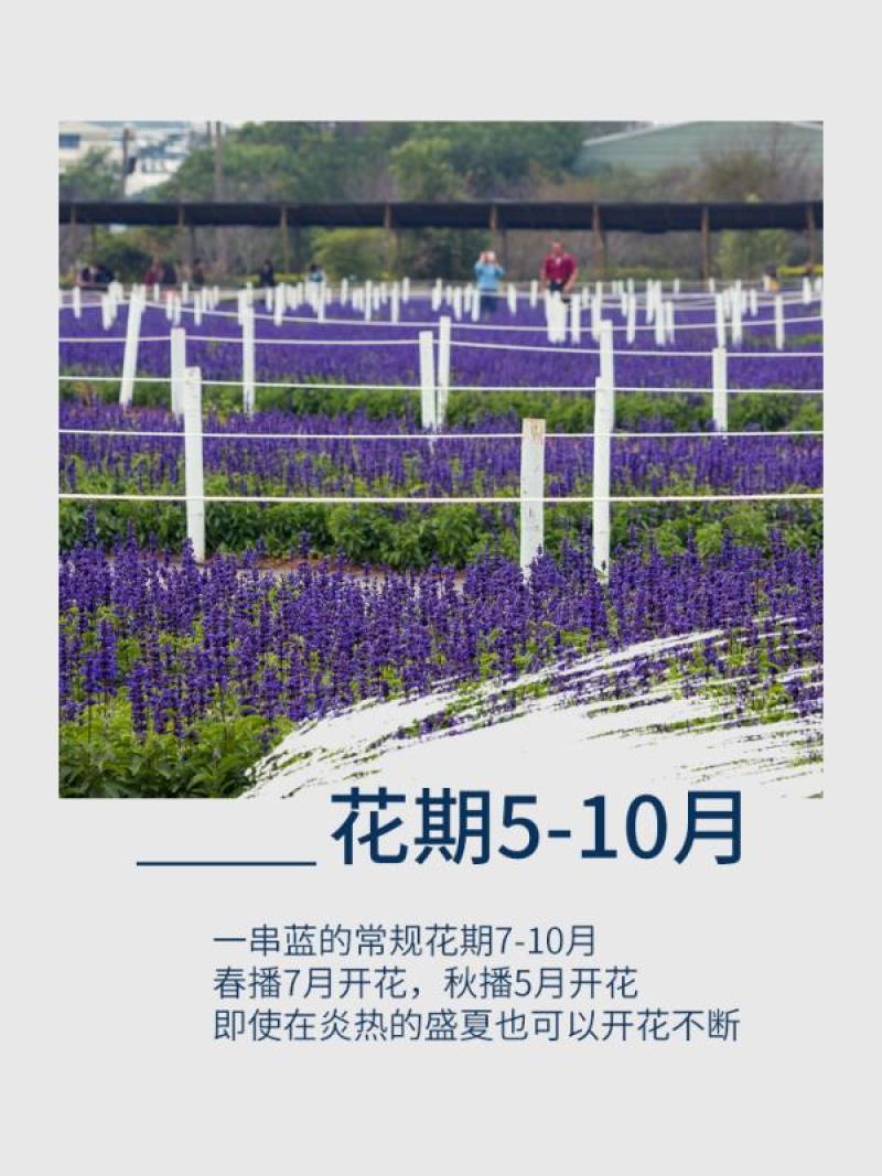 蓝花鼠尾草种子红花，粉花鼠尾草色块景观花海庭院草花种