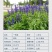 蓝花鼠尾草种子红花，粉花鼠尾草色块景观花海庭院草花种