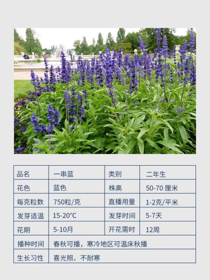 蓝花鼠尾草种子红花，粉花鼠尾草色块景观花海庭院草花种