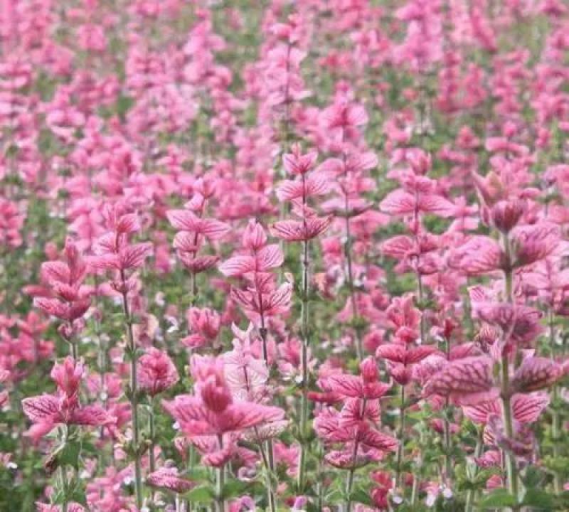 蓝花鼠尾草种子红花，粉花鼠尾草色块景观花海庭院草花种