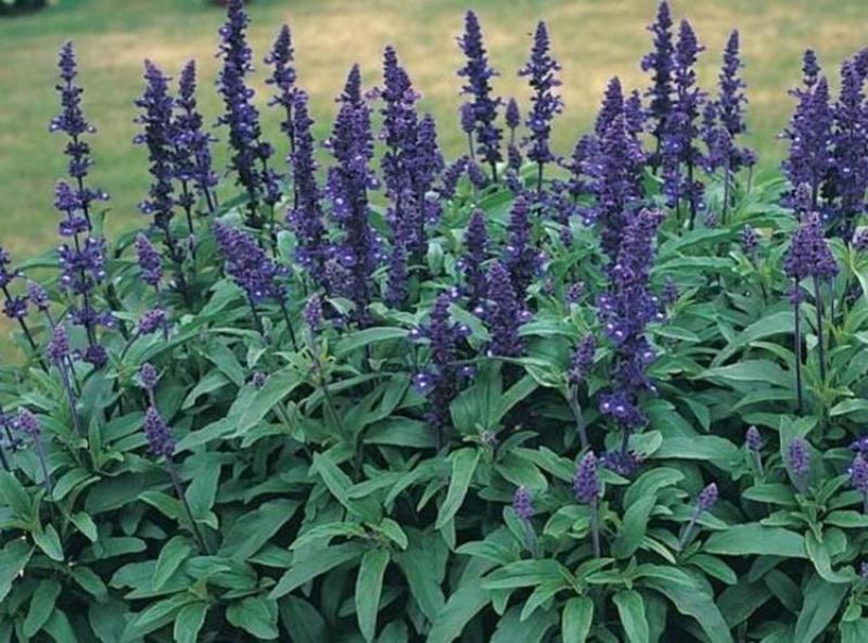 蓝花鼠尾草种子红花，粉花鼠尾草色块景观花海庭院草花种