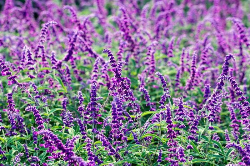 蓝花鼠尾草种子红花，粉花鼠尾草色块景观花海庭院草花种