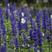 蓝花鼠尾草种子红花，粉花鼠尾草色块景观花海庭院草花种